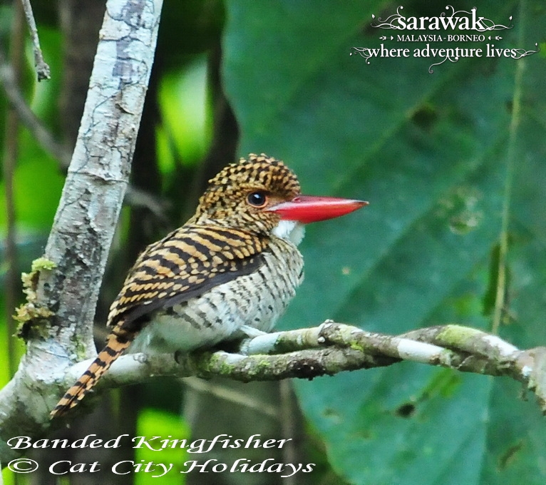 1-Sarawak-Borneo-Adventure-Miri-Lambir-Hills-Banded-Kingfisher